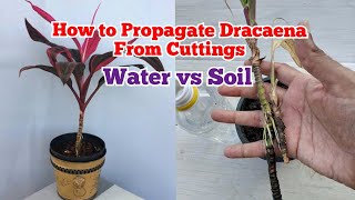 How to propagate dracaena plant from cuttings in water and soil Gardeningandmuchmore [upl. by Strade57]