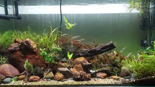 18 month old Planted Tank [upl. by Nayrbo212]