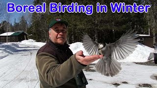 Boreal Birding in Winter [upl. by Groscr758]