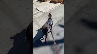 Doberman loves looking for her Kitty’s 😂 short shorts dog cat shortvideo comedy cute funny [upl. by Walker]