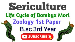 Sericulture Bsc 3rd year Zoology 1st Paper Life cycle of Bomboyx Mori रेशम उत्पादन Umesh Biology [upl. by Glynnis]