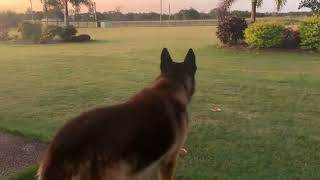 Guaranteed to make you dog howl  German shepherd howling [upl. by Alyahsat]