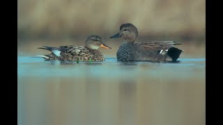 Krakeenden  Gadwall  Schnatterente [upl. by Atidnan]