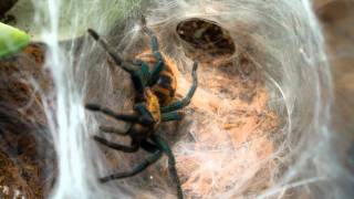 Greenbottle Blue Tarantula Moltwmv [upl. by Neliak335]