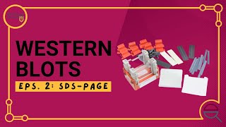 Western Blot Introduction to SDSPAGE [upl. by Sutherlan5]