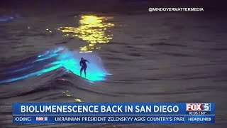 Bioluminescence Back In San Diego [upl. by Nadoj]