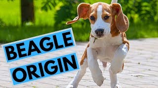 History of the Beagle Dog Breed [upl. by Regnig43]