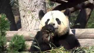 Pandafütterung im Berliner Zoo  in HD [upl. by Borszcz]