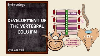 Development of the Vertebral Column  Somites  Axial Skeleton  Embryology [upl. by Maje]