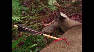 Primitive Archery Hunting for Deer Otzi Arrow Ishi Arrow Traditional Bowhunting [upl. by Adim]