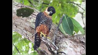 Slatytailed Trogon Collared Aracari Blackcrowned Tityra Threewattled Bellbird Orangebreasted Fal [upl. by Atteuqahc]