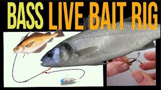 Sea fishing rig guide  Bass Live bait rig [upl. by Tigirb]