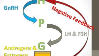 The HPG Axis [upl. by Soinski]