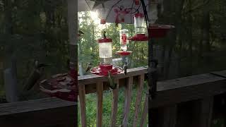 Saturday Night Hummingbirds 9142024 birds nature sound short hummingbird wildlife noise [upl. by Whiteley]