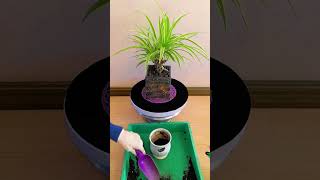 Change soil step by step for plants flower in pot put fertilizer plants flower garden flower diy [upl. by Asilram]