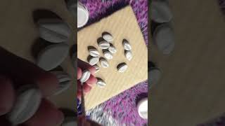 I Made Cowrie Shells Out of Clay Moudit clay uses moulditclay clayart [upl. by Maiah]