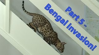 Bengal invasion First visit downstairs  Part 5 [upl. by Schwab]