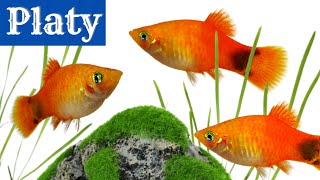 Platy Fish The Perfect Beginner Aquarium Fish Xiphophorus maculatus [upl. by Mosira33]