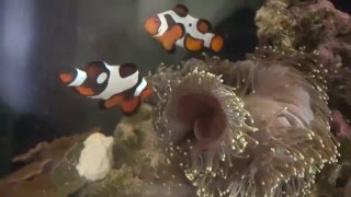 My failed Ritteri Magnifica Anemone journey [upl. by Brigg]