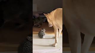 Dog Heroically Protects Kitten from Larger Cat [upl. by Dill242]