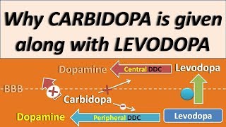 Why Carbidopa is given along with Levodopa [upl. by Anilasor]