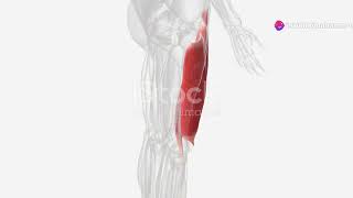 Understanding the Lumber nerve L3  Anatomy and function [upl. by Tibbetts]