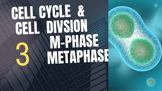 Class 11 Biology Cell Cycle amp Cell Division MPhase Metaphase [upl. by Drice]