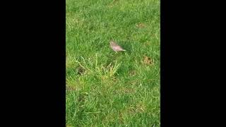 Un jeune étourneau sansonnet marchant tranquille sur la pelouse oiseaux natureenville animaux [upl. by Shaffer]