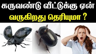 கருவண்டு வீட்டுக்கு ஏன் வருகிறது தெரியுமா  Indian Astrology Predictions  T Tamil Technology [upl. by Aicilaanna673]