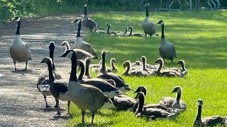 Goslings Are Resting In Grassland  Canada Goose  Wild Birds Babies  ​⁠NatureLovingWoman [upl. by Basilius449]