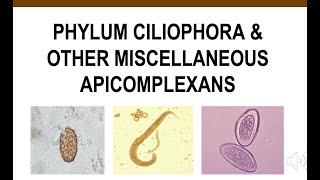 Phylum Ciliophora amp Other Miscellaneous Apicomplexans [upl. by Wadell287]