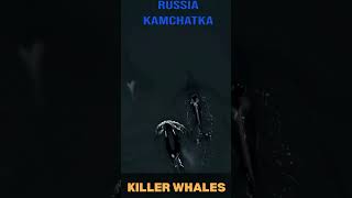 Killer Whales in Kamchatka Stunning Aerial Views of Orcas in Russias Wild Wilderness [upl. by Brett459]