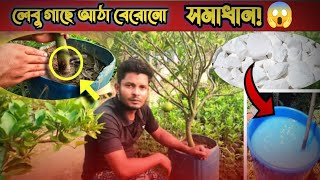 লেবু গাছে আঠা বেরোনো সমাধান 😱 Lemon Tree Gum Extract Solution [upl. by Nolahs782]