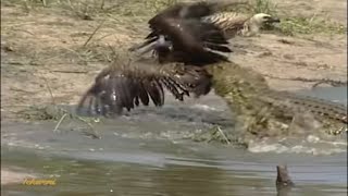 Crocodile vs Bird A Surprising Showdown at the Waters Edge [upl. by Podvin879]