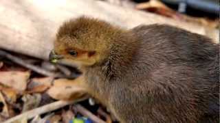 Chick of the Australian BrushTurkey Alectura lathami eats blue fruit Blue Marble Tree [upl. by Sokcin936]