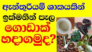 මෙන්න හරිම ක්‍රමය  anthurium  wagawa  Sinhala  cultivation  pohora  fertilizer [upl. by Wolk]