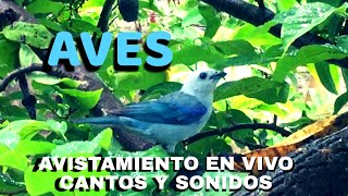 AVES  cantando en vivo avistamiento en libertad birds parati AVES birding o birdwatching [upl. by Lesli530]