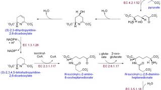 Biosynthesis  Wikipedia audio article [upl. by Kennard]