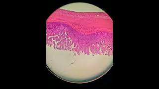 Practical Histology tissues under microscope 🔬 [upl. by Landan]