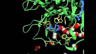 Molecular Dynamics Simulation of BiotinStreptavidin Complex [upl. by Ahsiea36]