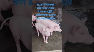 Pig farming training pig pigfarmfeed pigfarmprofitcalculation shortsvideo [upl. by Acinnod]