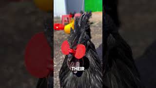 Why Do Chickens Wear Beak Rings [upl. by Flin]