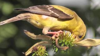 American Goldfinch on Echinacea seeds Closeup in HD [upl. by Partan899]