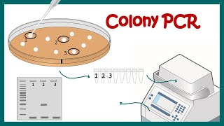 colony PCR [upl. by Ajidahk]