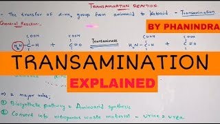 Transamination reaction  By Phanindra gupta [upl. by Oratnek]