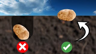 Best EASIEST Way to Plant Potatoes [upl. by Yeca]