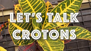 How to Grow Croton Plants Indoors or Outdoors for Beautiful Colors All Year Long [upl. by Philo866]