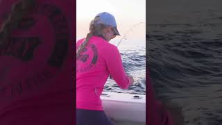 fishing marlin rigging livebait live bait trolling thefishingshow [upl. by Burroughs]