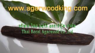 Thai Borai Agarwood CoLtdWe are the biggest manufacturer of agarwood oil distillation plant [upl. by Nwahsear]