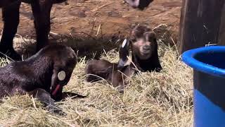 Naissance Kalahari red boer goats [upl. by Natasha]